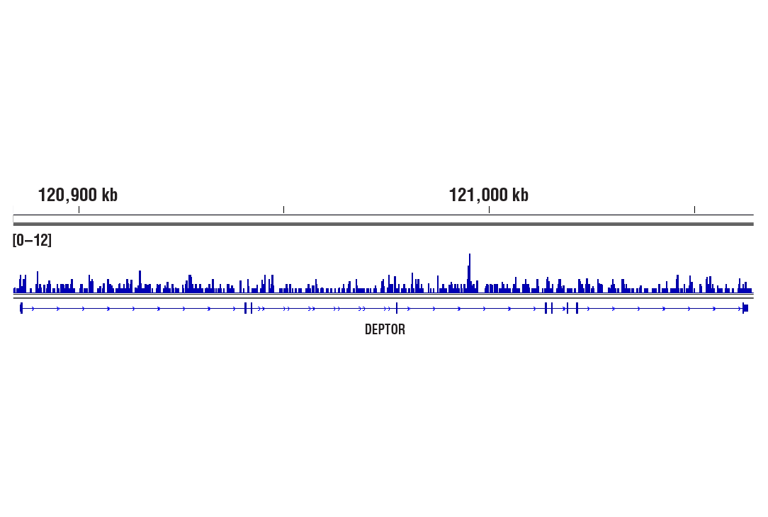 CUT & RUN Image 1: SS18 (D6I4Z) Rabbit mAb