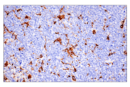 Immunohistochemistry Image 1: CD68 (E3O7V) Rabbit mAb