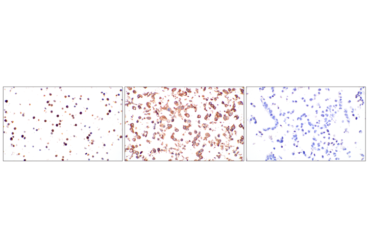 Immunohistochemistry Image 1: CD57 (HNK-1) Mouse mAb