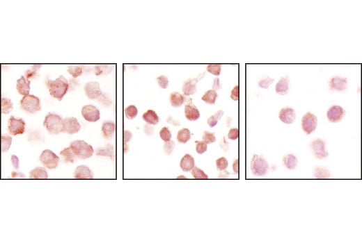 undefined Image 6: PhosphoPlus<sup>®</sup> Notch1 (Cleaved, Val1744) Antibody Duet