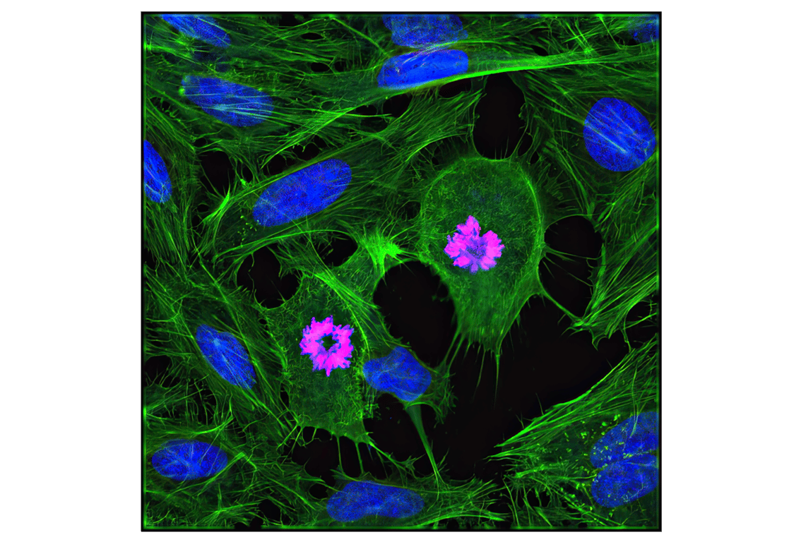 Immunofluorescence Image 1: Phospho-Histone H3 (Ser10) (D2C8) XP® Rabbit mAb (Alexa Fluor® 594 Conjugate)