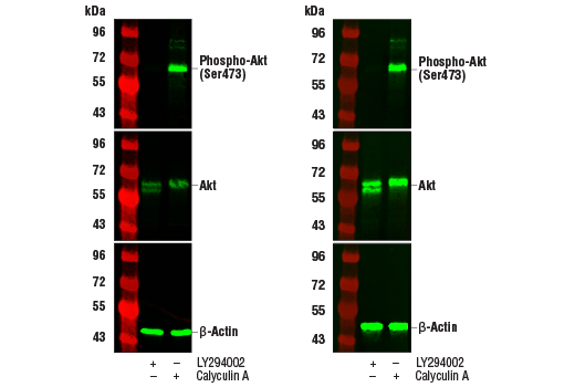 Western Blotting Image 1: TrueBlack<sup>®</sup> Fluorescent Western Blot Blocking Buffer Kit