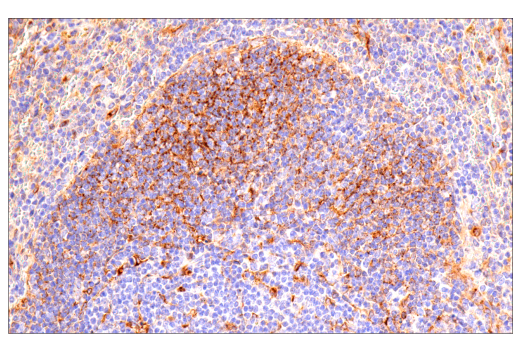 undefined Image 24: Late-Onset Alzheimer's Disease Risk Gene (Mouse Model) Antibody Sampler Kit