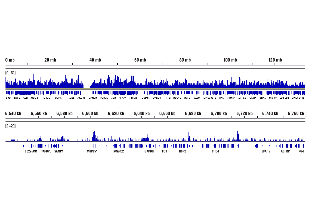 CUT & RUN Image 2: Acetyl-Histone H3 (Lys9) (C5B11) Rabbit mAb