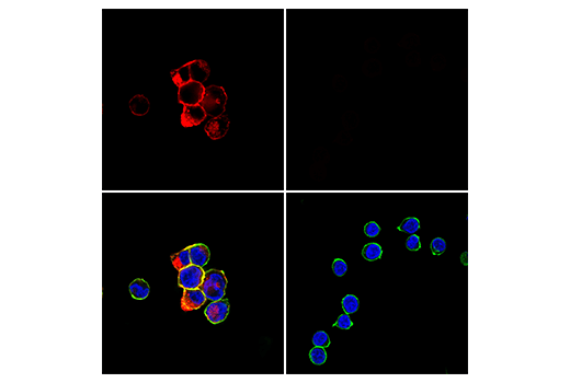 Immunofluorescence Image 1: GITR (D5V7P) Rabbit mAb (Alexa Fluor<sup>®</sup> 647 Conjugate)