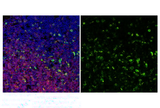 Immunofluorescence Image 1: ICOS (E5F7E) Rabbit mAb (BSA and Azide Free)