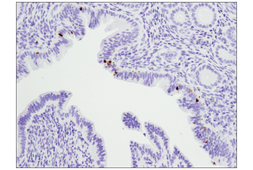 undefined Image 54: Tau Mouse Model Neuronal Viability IF Antibody Sampler Kit