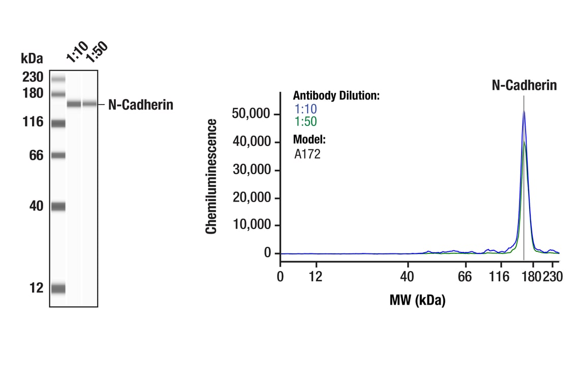 Western Blotting Image 1: N-Cadherin (D4R1H) XP<sup>®</sup> Rabbit mAb