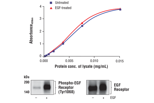 ELISA Image 1: FastScan<sup>™</sup> Total EGF Receptor ELISA Kit