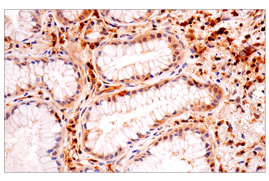 Immunohistochemistry Image 3: TRIM21 (D1O1D) Rabbit mAb