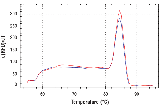 Chromatin Immunoprecipitation Image 2: SimpleChIP<sup>®</sup> Human TGFBR2 Promoter Primers