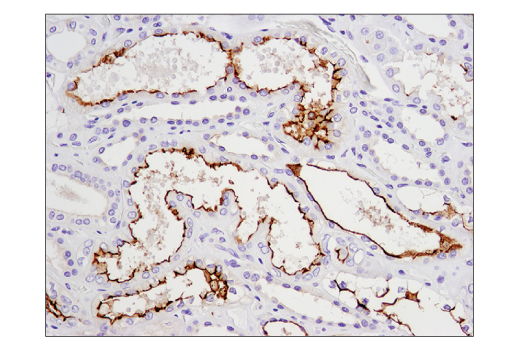 Immunohistochemistry Image 4: CD133 (D2V8Q) XP<sup>®</sup> Rabbit mAb (BSA and Azide Free)