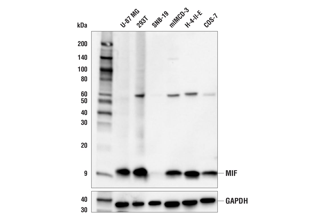 undefined Image 4: Parthanatos Antibody Sampler Kit