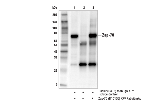 Immunoprecipitation Image 1: Zap-70 (D1C10E) XP<sup>®</sup> Rabbit mAb