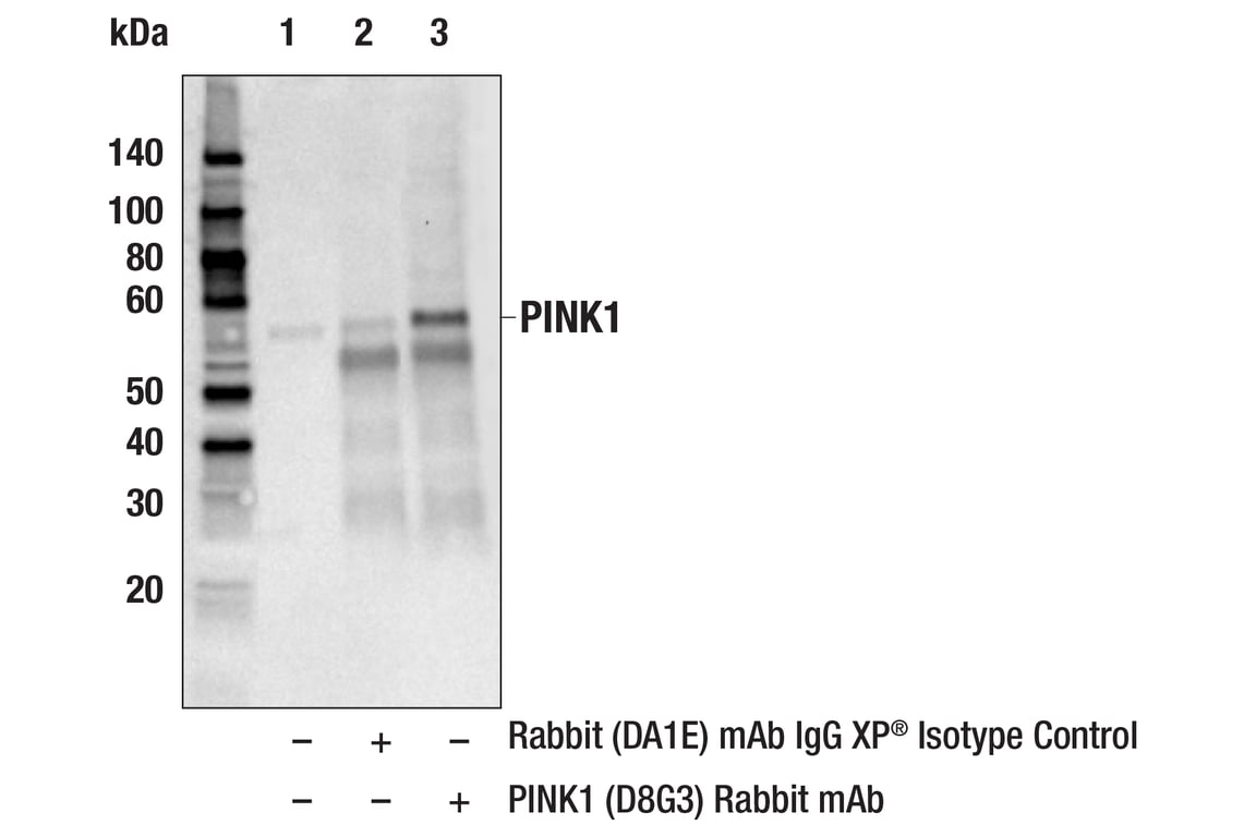 Immunoprecipitation Image 1: PINK1 (D8G3) Rabbit mAb