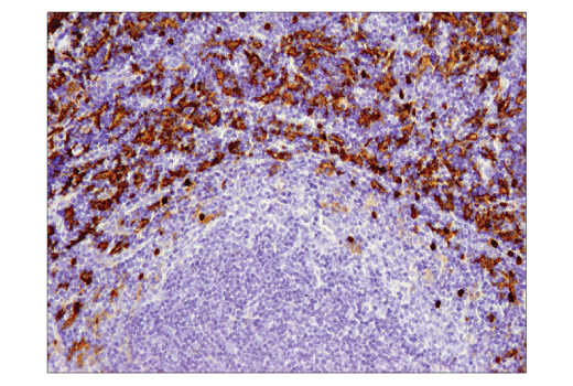 Immunohistochemistry Image 1: F4/80 (D2S9R) XP<sup>®</sup> Rabbit mAb (BSA and Azide Free)