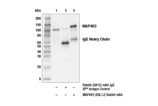 Immunoprecipitation Image 1: MAP4K3 (E9L1J) Rabbit mAb