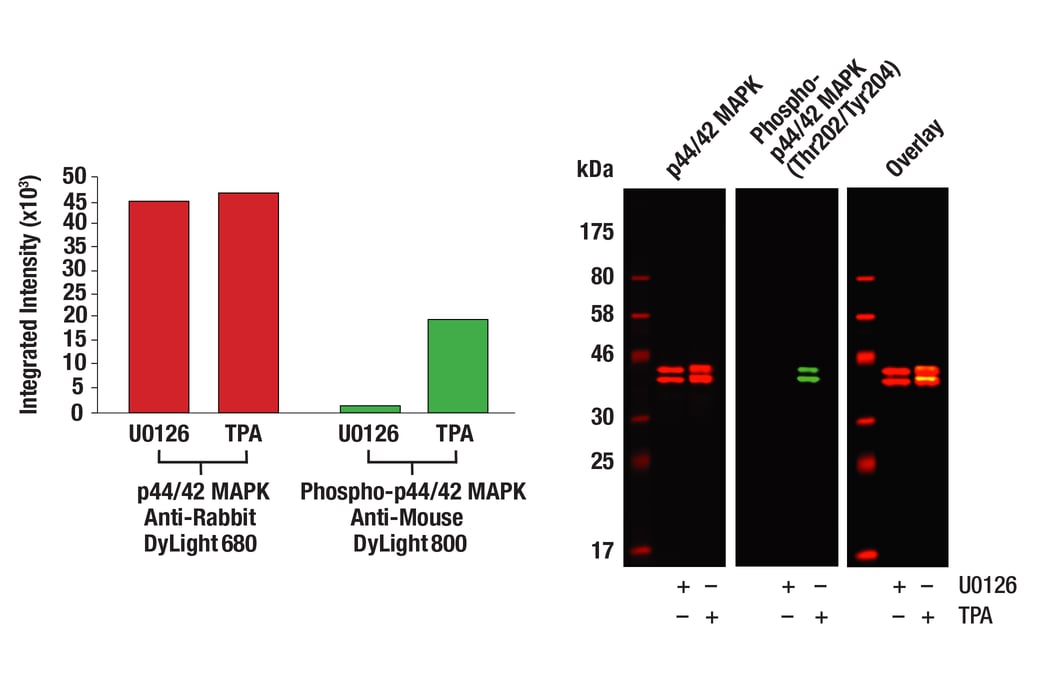 Western blot analysis of Jurkat cell lysates (#9194) treated with either U0126 (MEK 1/2 inhibitor) #9903 or TPA (12-O-Tetradecanoylphorbol-13-Acetate) #4174, using Phospho-p44/42 MAPK (Erk1/2) (Thr202/204) (D13.14.4E) XP® Rabbit mAb #4370 detected with Anti-rabbit IgG (H+L) (DyLight 800 4X PEG Conjugate) (green) and p44/42 MAPK (Erk1/2) (3A7) Mouse mAb #9107 detected with Anti-mouse IgG (H+L) (DyLight 680 Conjugate) #5470 (red). The array image pixel intensities obtained using a LI-COR Biosciences Odyssey Infrared Imaging System are shown in the panel to the left while corresponding fluorescent western blots are shown in the panel to the right.