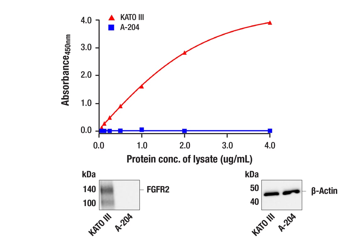 ELISA Image 1: PathScan<sup>®</sup> RP Total FGF Receptor 2 Sandwich ELISA Kit