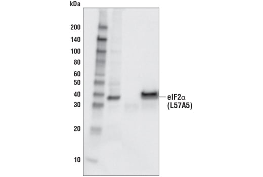 Immunoprecipitation Image 1: eIF2α (D7D3) XP<sup>®</sup> Rabbit mAb