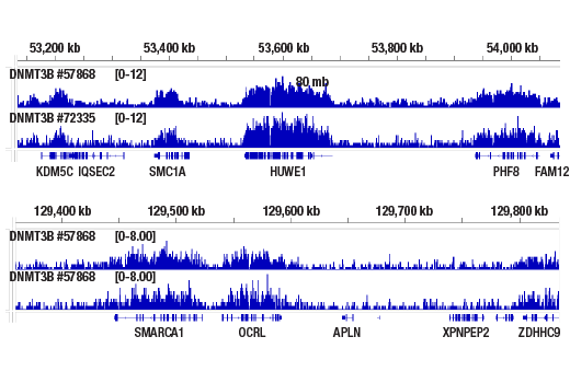 CUT & RUN Image 2: DNMT3B (E8A8A) XP<sup>®</sup> Rabbit mAb