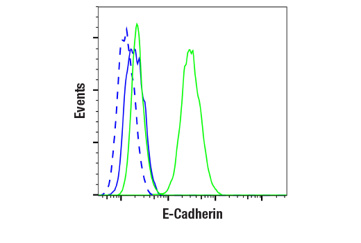 undefined Image 47: Cadherin-Catenin Antibody Sampler Kit