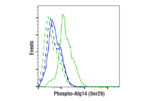 undefined Image 32: ULK1 Substrate Antibody Sampler Kit