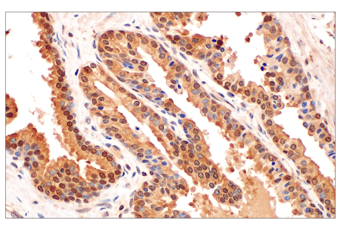 Immunohistochemistry Image 3: MTAP (E5R1I) Rabbit mAb (BSA and Azide Free)