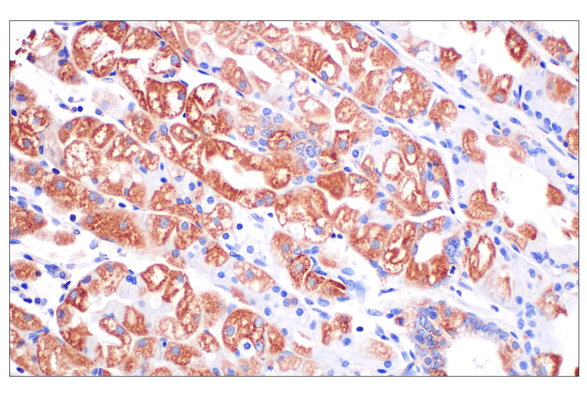 Immunohistochemistry Image 6: CPT1A (E3Y1V) Rabbit mAb
