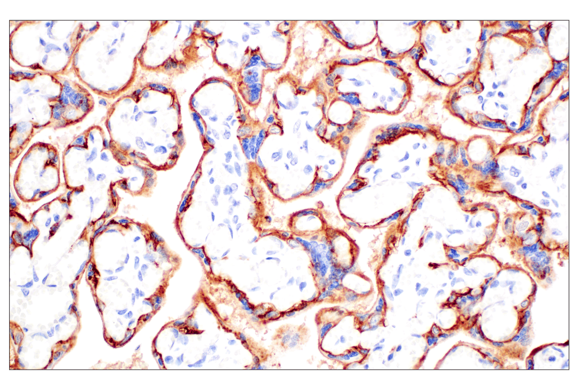 Immunohistochemistry Image 7: TACSTD2/TROP2 (F4W4J) Rabbit mAb (BSA and Azide Free)