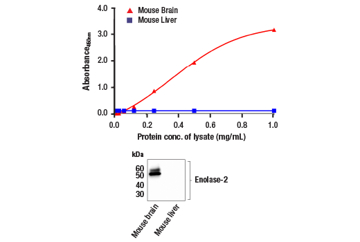 ELISA Image 1: FastScan<sup>™</sup> Total Enolase-2 ELISA Kit