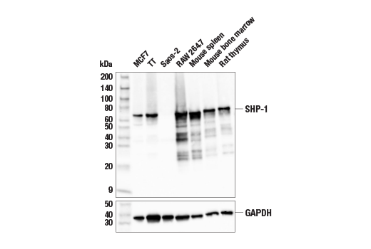 Western Blotting Image 1: SHP-1 (E1U6R) Rabbit mAb (BSA and Azide Free)