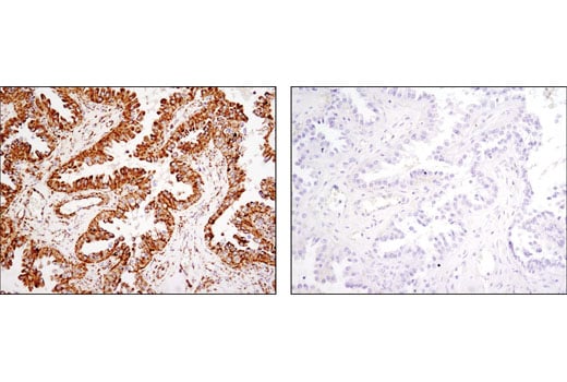 Immunohistochemistry Image 3: HSP60 (D6F1) XP<sup>®</sup> Rabbit mAb (BSA and Azide Free)