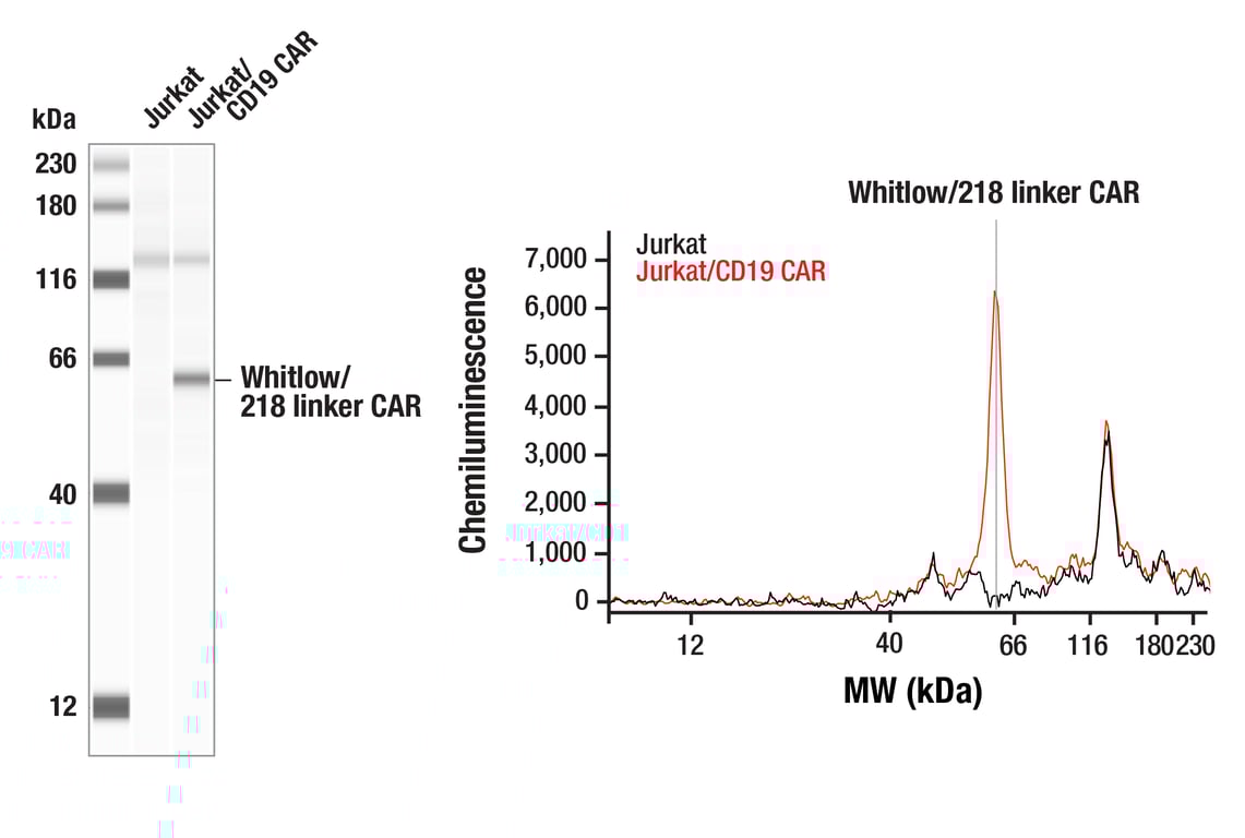 Western Blotting Image 1: Whitlow/218 Linker (E3U7Q) Rabbit mAb