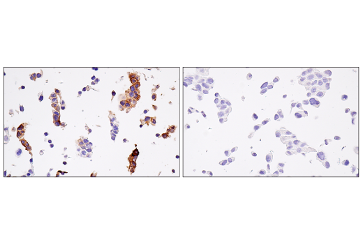 Immunohistochemistry Image 3: HLA-G (E8N9C) XP<sup>®</sup> Rabbit mAb (BSA and Azide Free)