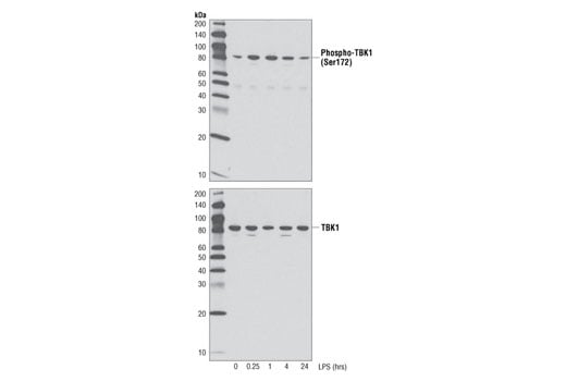 Western Blotting Image 1: Phospho-TBK1/NAK (Ser172) (D52C2) XP<sup>®</sup> Rabbit mAb (BSA and Azide Free)