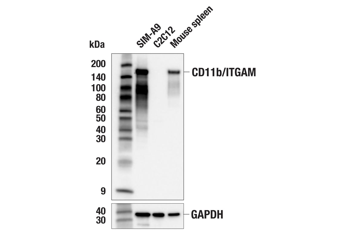 Western Blotting Image 1: CD11b/ITGAM (E4K8C) Rabbit mAb