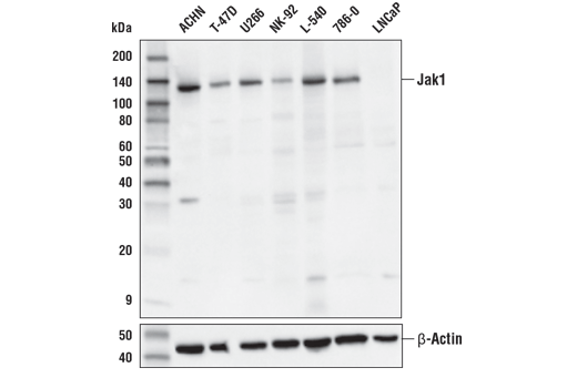 Western Blotting Image 1: Jak1 (E3A6M) Rabbit mAb