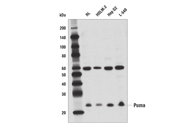 undefined Image 11: Pro-Apoptosis Bcl-2 Family Antibody Sampler Kit II