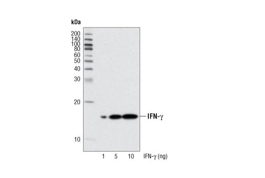 Western Blotting Image 1: IFN-γ (3F1E3) Mouse mAb