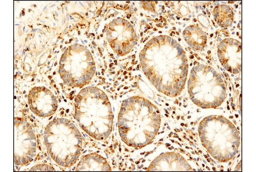 Immunohistochemistry Image 1: VAMP2 (D6O1A) Rabbit mAb