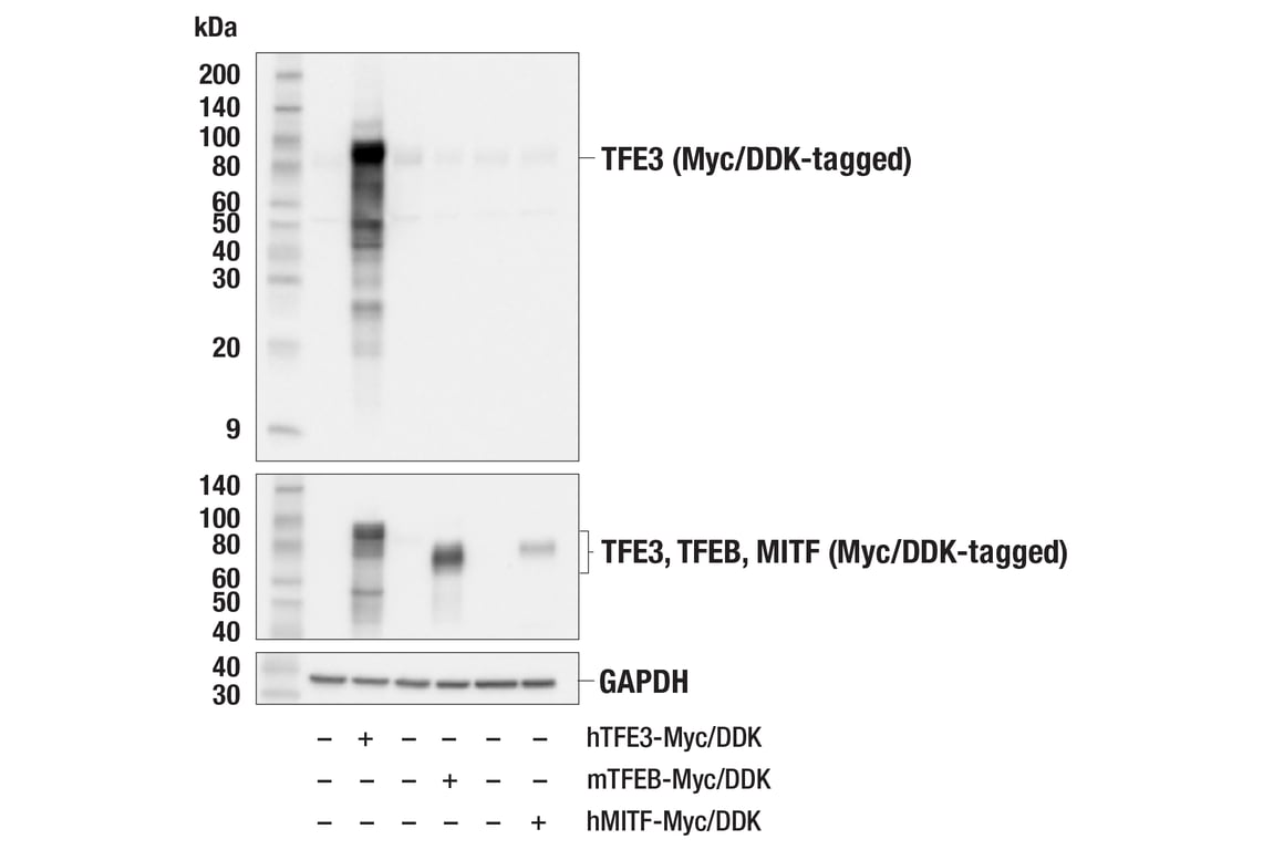 Western Blotting Image 1: TFE3 (E6T9M) Rabbit mAb