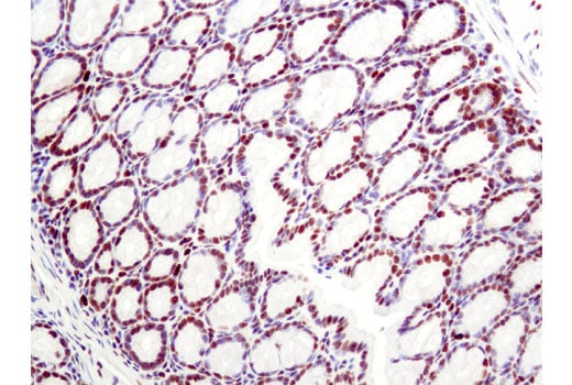 Immunohistochemistry Image 1: Histone H2A.X (D17A3) XP<sup>®</sup> Rabbit mAb (BSA and Azide Free)