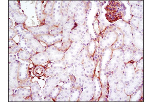 Immunohistochemistry Image 3: Annexin A2 (D11G2) Rabbit mAb