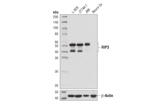 undefined Image 21: Mouse Reactive PANoptosis Antibody Sampler Kit