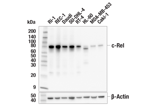 Western Blotting Image 1: c-Rel (E8Z5Y) XP<sup>®</sup> Rabbit mAb (BSA and Azide Free)