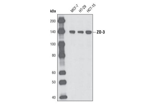 Western Blotting Image 1: ZO-3 (D57G7) XP<sup>®</sup> Rabbit mAb