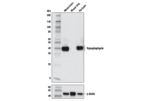 Western Blotting Image 1: Synaptophysin (D8F6H) XP<sup>®</sup> Rabbit mAb (BSA and Azide Free)