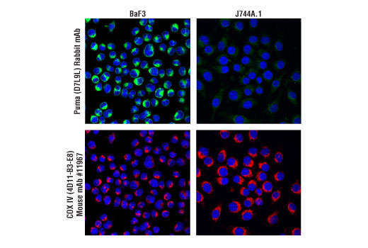 Immunofluorescence Image 1: Puma (D7L9L) Rabbit mAb