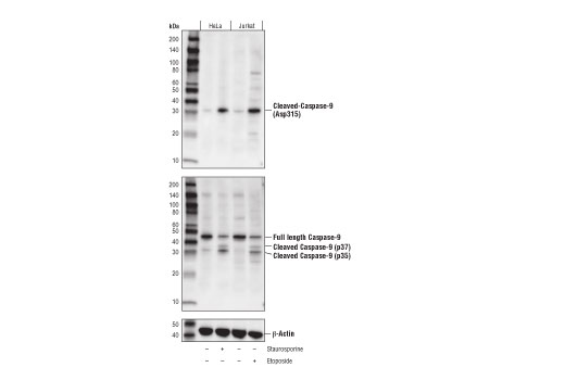 Western Blotting Image 1: Cleaved Caspase-9 (Asp315) (D8I9E) Rabbit mAb
